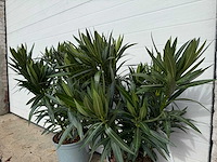 Nerium oleander wit - hoogte ca. 70 cm (2x) - afbeelding 6 van  6