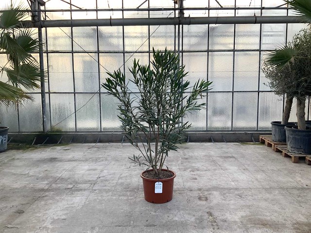 Nerium oleander wit - afbeelding 1 van  1