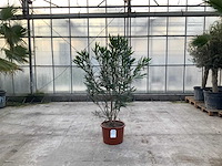 Nerium oleander wit - afbeelding 1 van  1