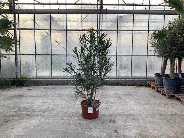 Nerium oleander wit - afbeelding 1 van  1