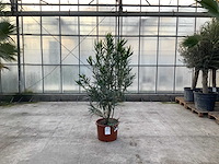 Nerium oleander wit - afbeelding 1 van  1