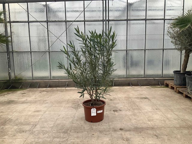 Nerium oleander wit - afbeelding 1 van  1