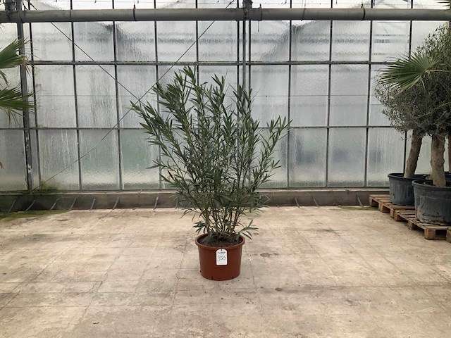 Nerium oleander wit - afbeelding 1 van  1