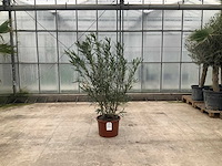 Nerium oleander wit - afbeelding 1 van  1