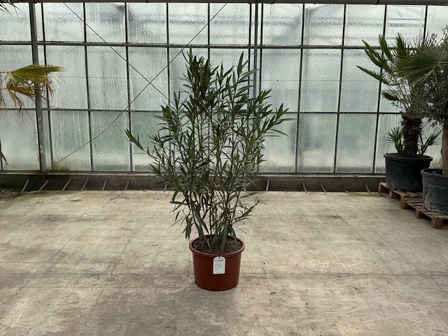 Nerium oleander wit - afbeelding 1 van  1