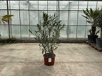 Nerium oleander wit - afbeelding 1 van  1