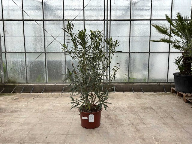 Nerium oleander wit - afbeelding 1 van  1