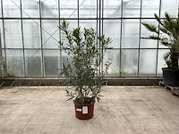 Nerium oleander wit - afbeelding 1 van  1