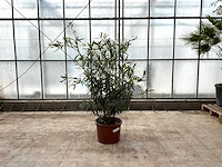Nerium oleander wit - afbeelding 1 van  1