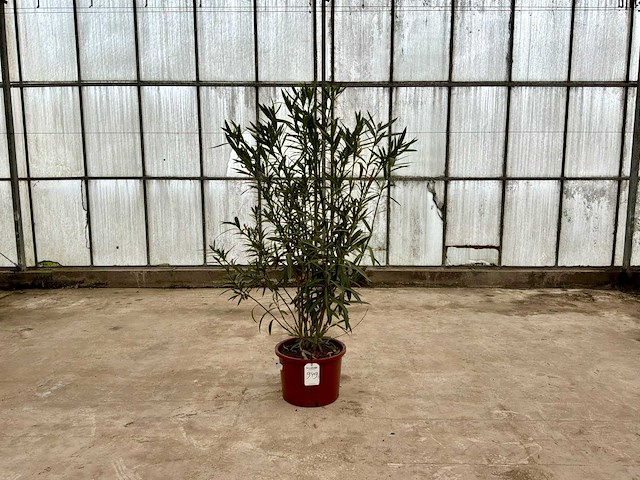 Nerium oleander wit - afbeelding 1 van  1