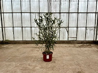 Nerium oleander wit - afbeelding 1 van  1
