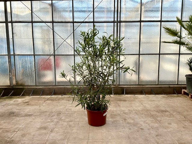 Nerium oleander wit - afbeelding 1 van  1
