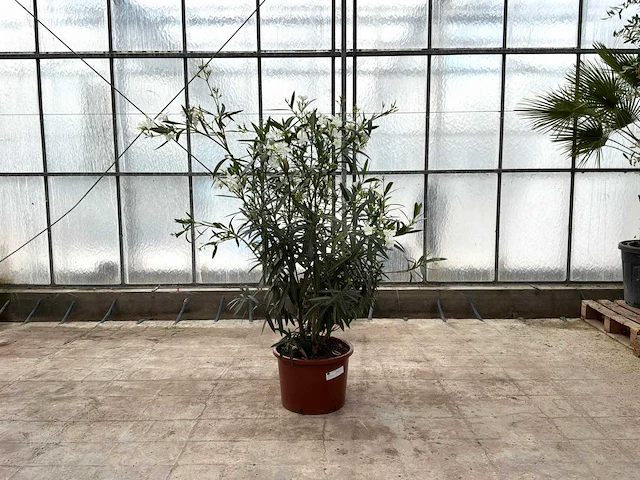 Nerium oleander wit - afbeelding 1 van  1