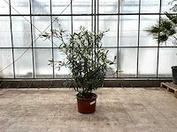 Nerium oleander wit