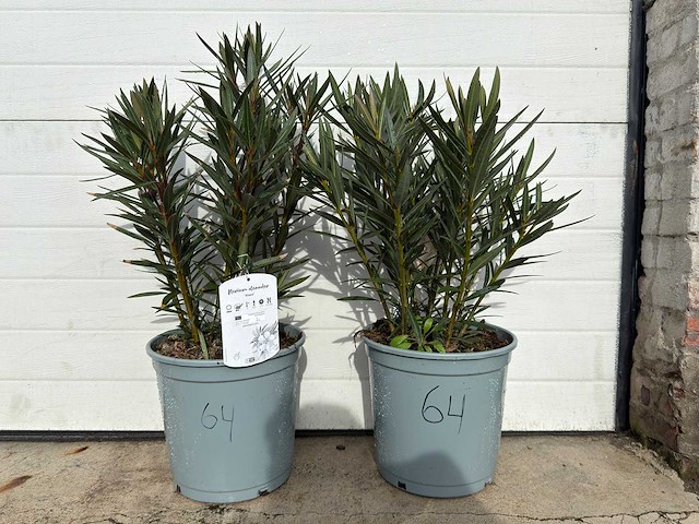 Nerium oleander zalm - hoogte ca. 60 cm (2x) - afbeelding 1 van  3