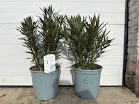 Nerium oleander zalm - hoogte ca. 60 cm (2x) - afbeelding 1 van  3