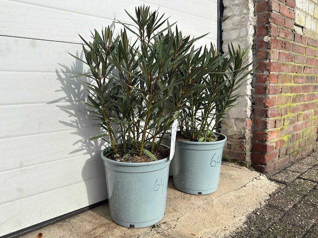 Nerium oleander zalm - hoogte ca. 60 cm (2x) - afbeelding 2 van  3