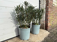 Nerium oleander zalm - hoogte ca. 60 cm (2x) - afbeelding 2 van  3