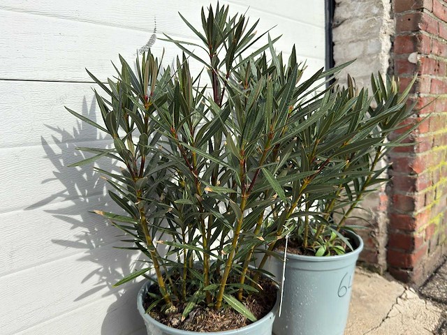 Nerium oleander zalm - hoogte ca. 60 cm (2x) - afbeelding 3 van  3