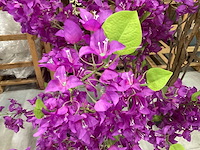 Nn wisteria kunstplanten (4x) - afbeelding 3 van  9