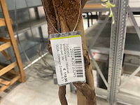 Nn wisteria kunstplanten (4x) - afbeelding 7 van  9