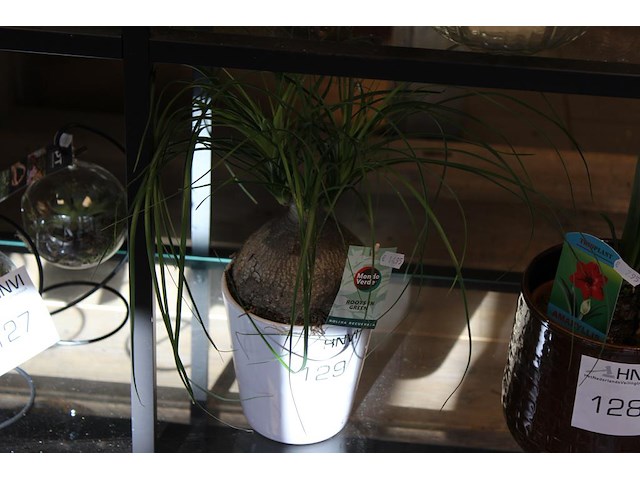 Nolina recurvata in pot hoogte 35 cm. - afbeelding 1 van  2