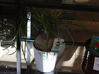 Nolina recurvata in pot hoogte 35 cm. - afbeelding 1 van  2