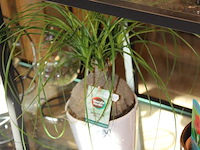 Nolina recurvata in pot hoogte 35 cm. - afbeelding 2 van  2