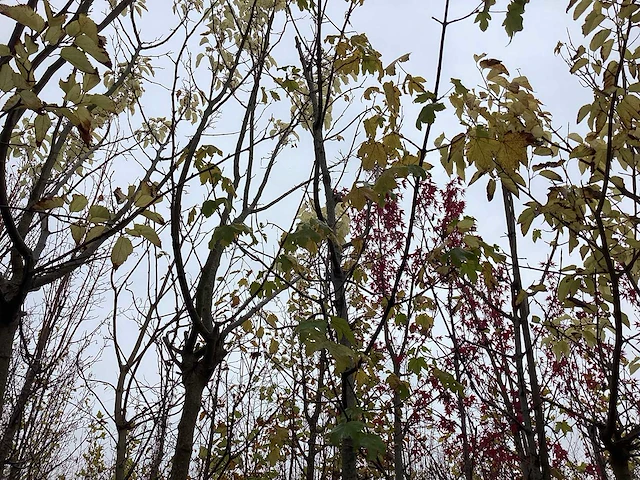 Noorse esdoorn - laanboom - afbeelding 1 van  1