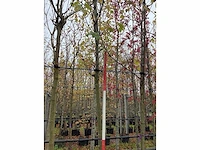 Noorse esdoorn - laanboom - afbeelding 2 van  3