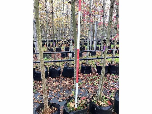 Noorse esdoorn - laanboom - afbeelding 1 van  1