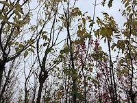 Noorse esdoorn - laanboom