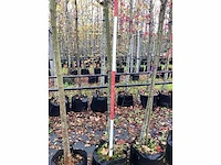 Noorse esdoorn - laanboom - afbeelding 3 van  3