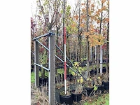 Noorse esdoorn - parkboom