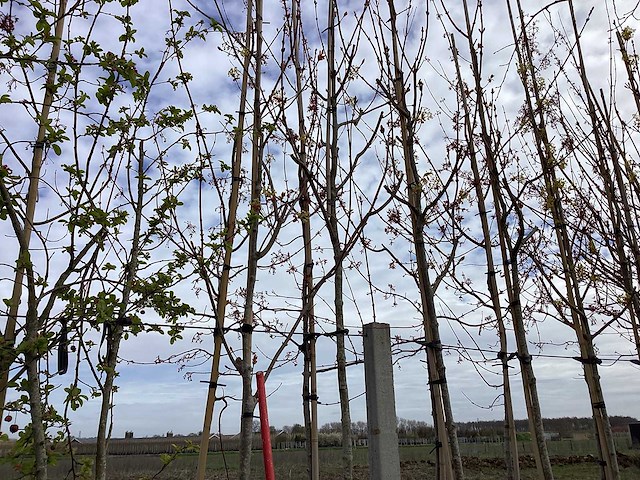 Noorse esdoorn - vormbomen (2x) - afbeelding 1 van  4