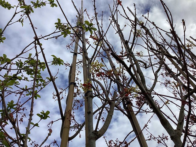 Noorse esdoorn - vormbomen (2x) - afbeelding 2 van  4