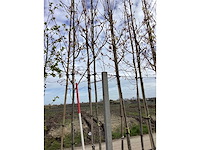 Noorse esdoorn - vormbomen (2x) - afbeelding 4 van  4