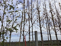 Noorse esdoorn - vormbomen (3x)