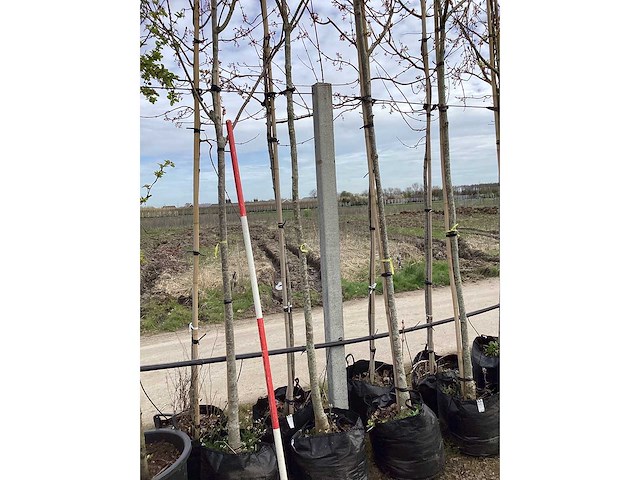 Noorse esdoorn - vormbomen (3x) - afbeelding 3 van  4