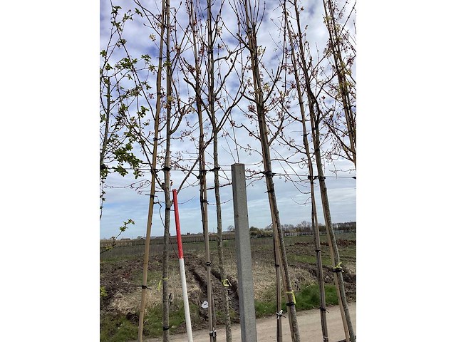 Noorse esdoorn - vormbomen (3x) - afbeelding 4 van  4