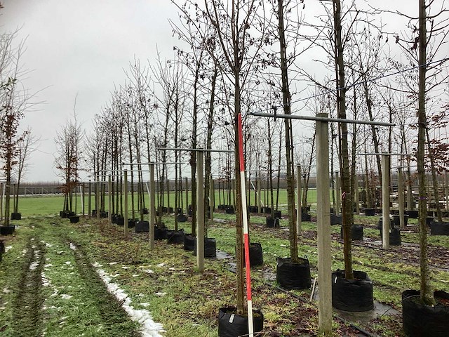 Noorse esdoorn - vormboom - afbeelding 1 van  3