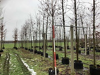 Noorse esdoorn - vormboom - afbeelding 1 van  3