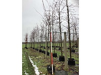 Noorse esdoorn - vormboom - afbeelding 2 van  3