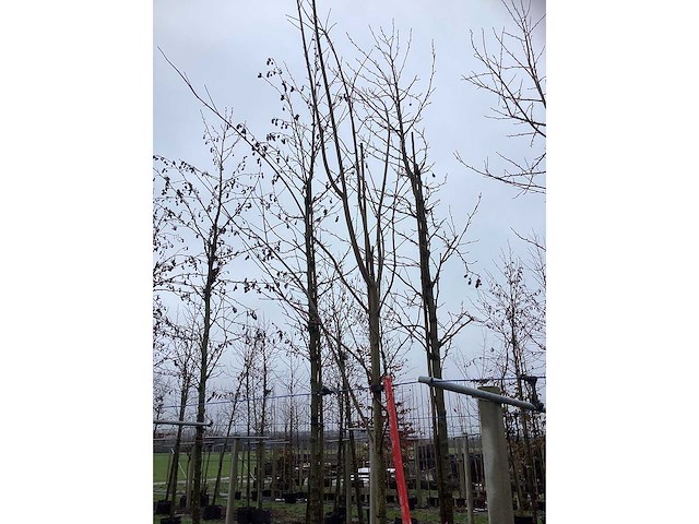 Noorse esdoorn - vormboom - afbeelding 3 van  3