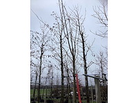 Noorse esdoorn - vormboom - afbeelding 3 van  3