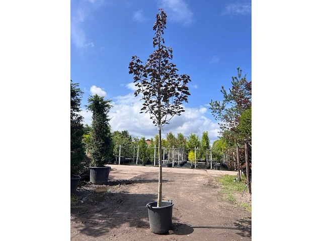Noorse esdoorn, acer 'royal red', hoogstam, roodbladig, ca. 4-5 m hoog - afbeelding 1 van  2