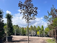 Noorse esdoorn, acer 'royal red', hoogstam, roodbladig, ca. 4-5 m hoog