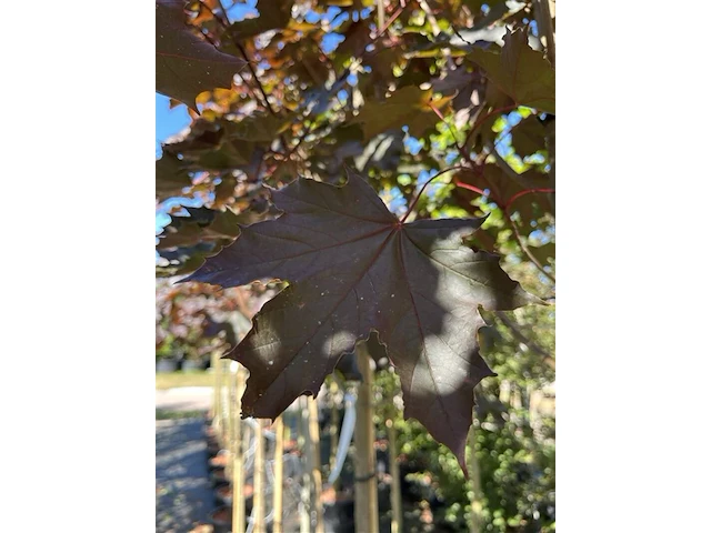 Noorse esdoorn, acer 'royal red', hoogstam, roodbladig, ca. 4-5 m hoog - afbeelding 2 van  2