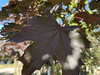 Noorse esdoorn, acer 'royal red', hoogstam, roodbladig, ca. 4-5 m hoog - afbeelding 2 van  2