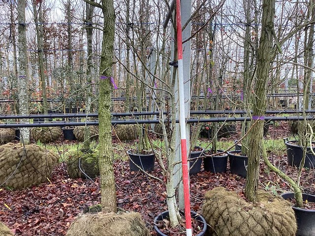 Notenboom - vrucht- / fruitboom - afbeelding 1 van  3